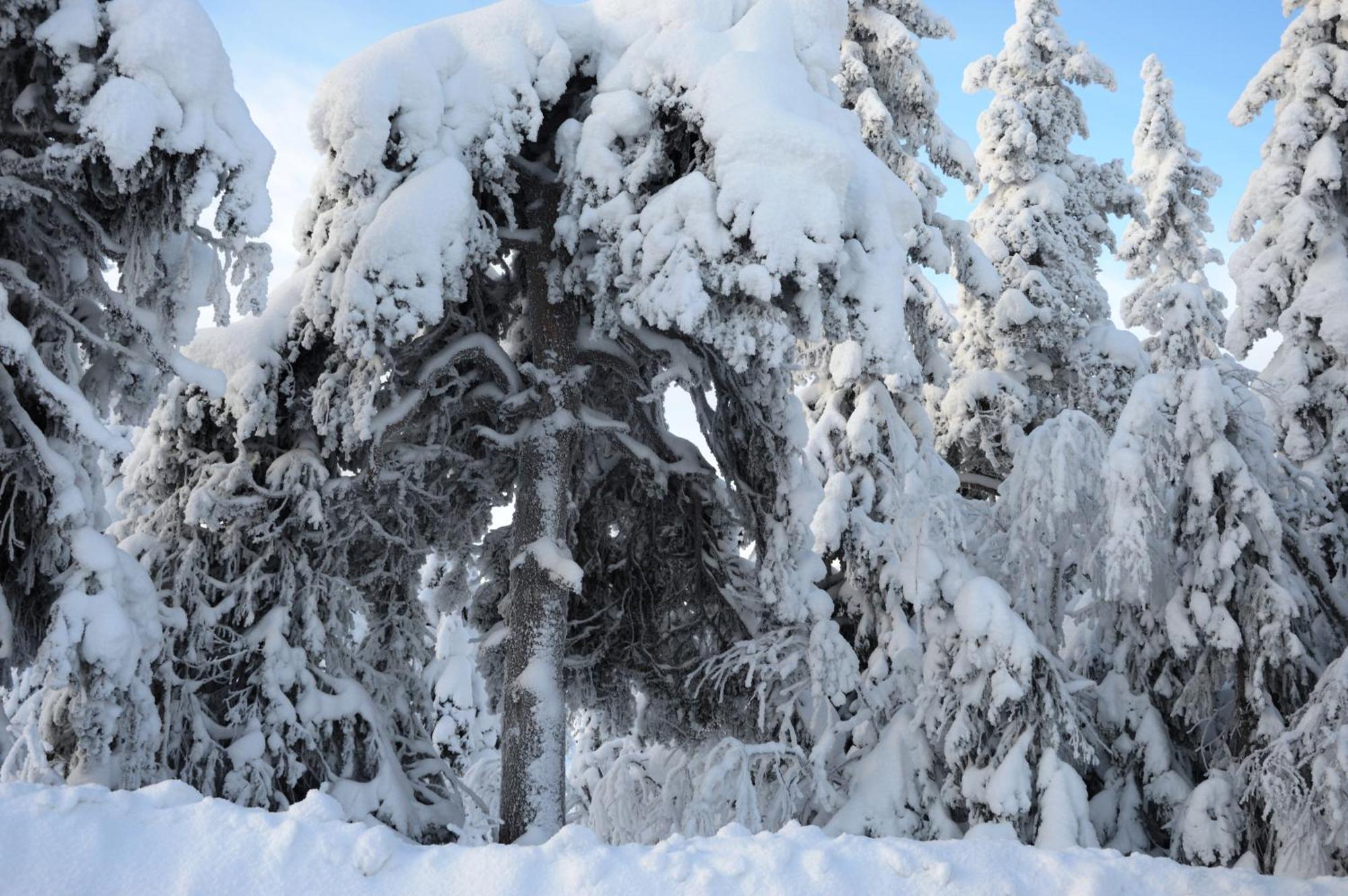 12 - Fulufjellets Nasjonalparker - Natur-, Dyre- Og Fugleopplevelser Ljørdal エクステリア 写真