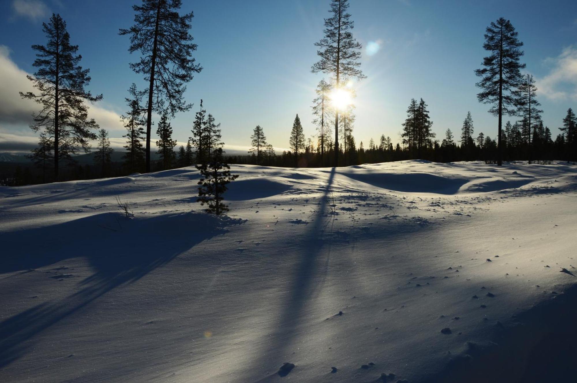 12 - Fulufjellets Nasjonalparker - Natur-, Dyre- Og Fugleopplevelser Ljørdal エクステリア 写真