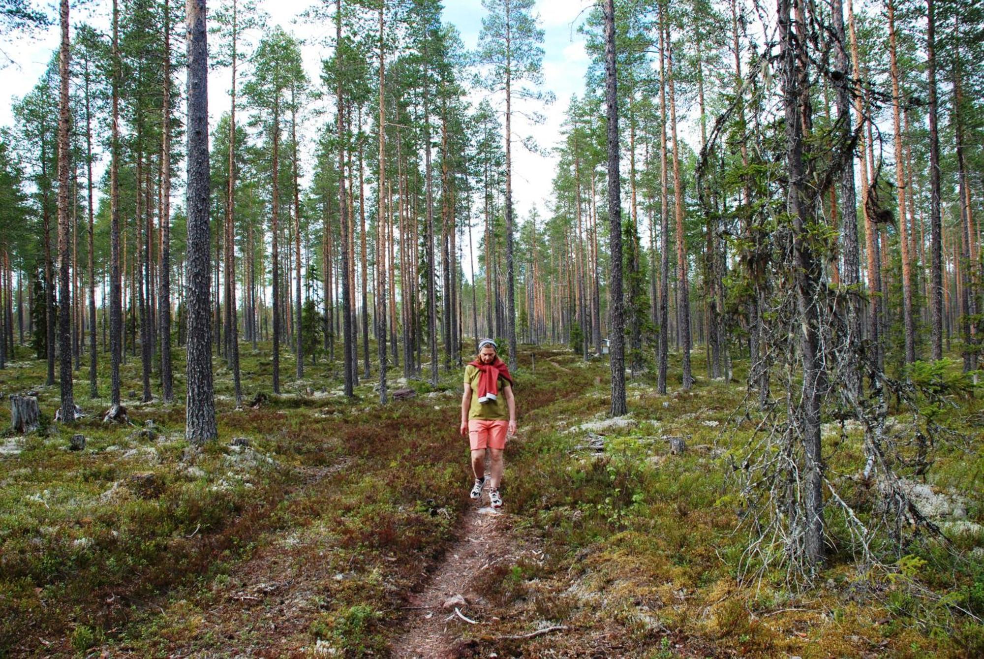 12 - Fulufjellets Nasjonalparker - Natur-, Dyre- Og Fugleopplevelser Ljørdal エクステリア 写真