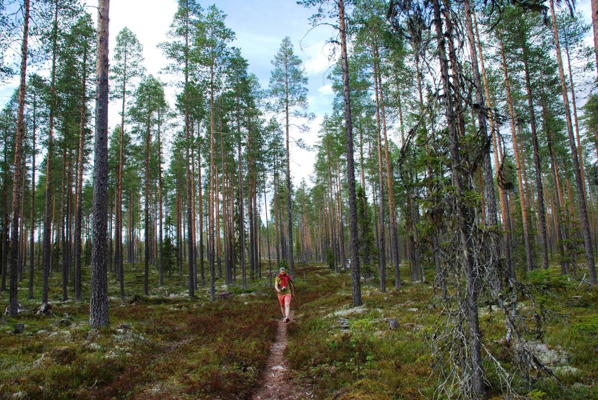 12 - Fulufjellets Nasjonalparker - Natur-, Dyre- Og Fugleopplevelser Ljørdal エクステリア 写真