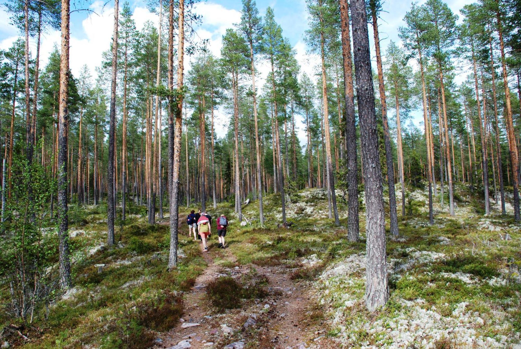 12 - Fulufjellets Nasjonalparker - Natur-, Dyre- Og Fugleopplevelser Ljørdal エクステリア 写真