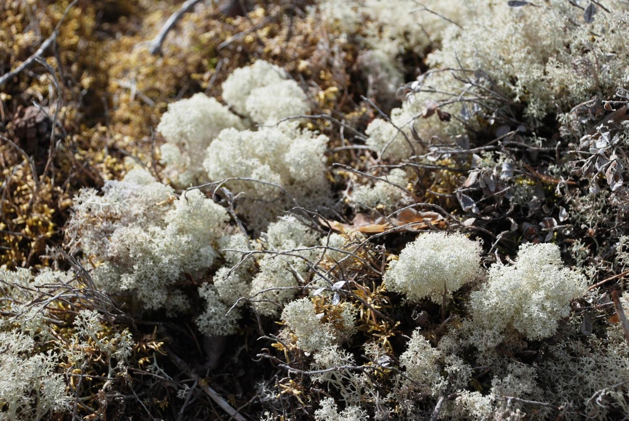 12 - Fulufjellets Nasjonalparker - Natur-, Dyre- Og Fugleopplevelser Ljørdal エクステリア 写真