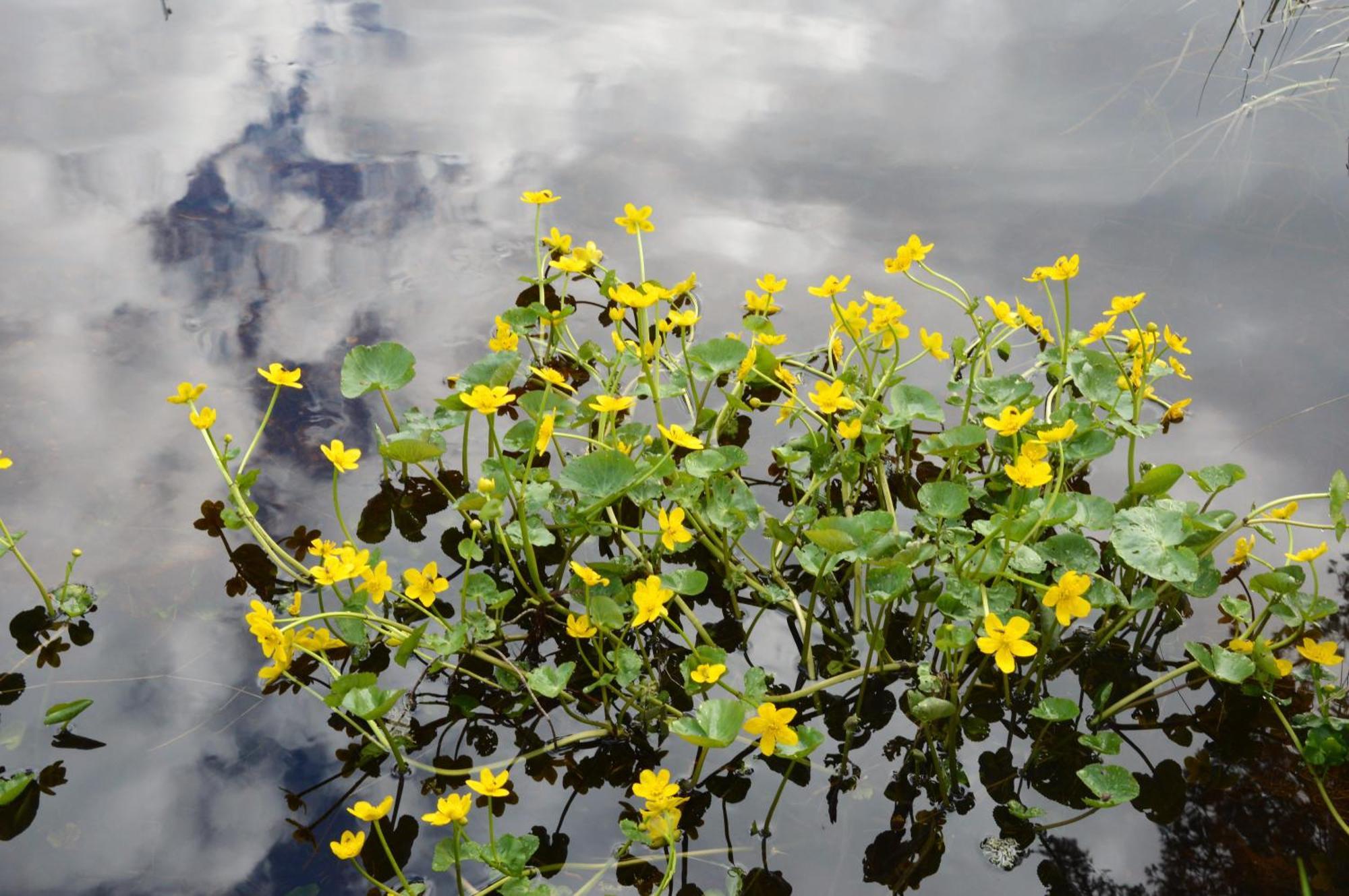 12 - Fulufjellets Nasjonalparker - Natur-, Dyre- Og Fugleopplevelser Ljørdal エクステリア 写真