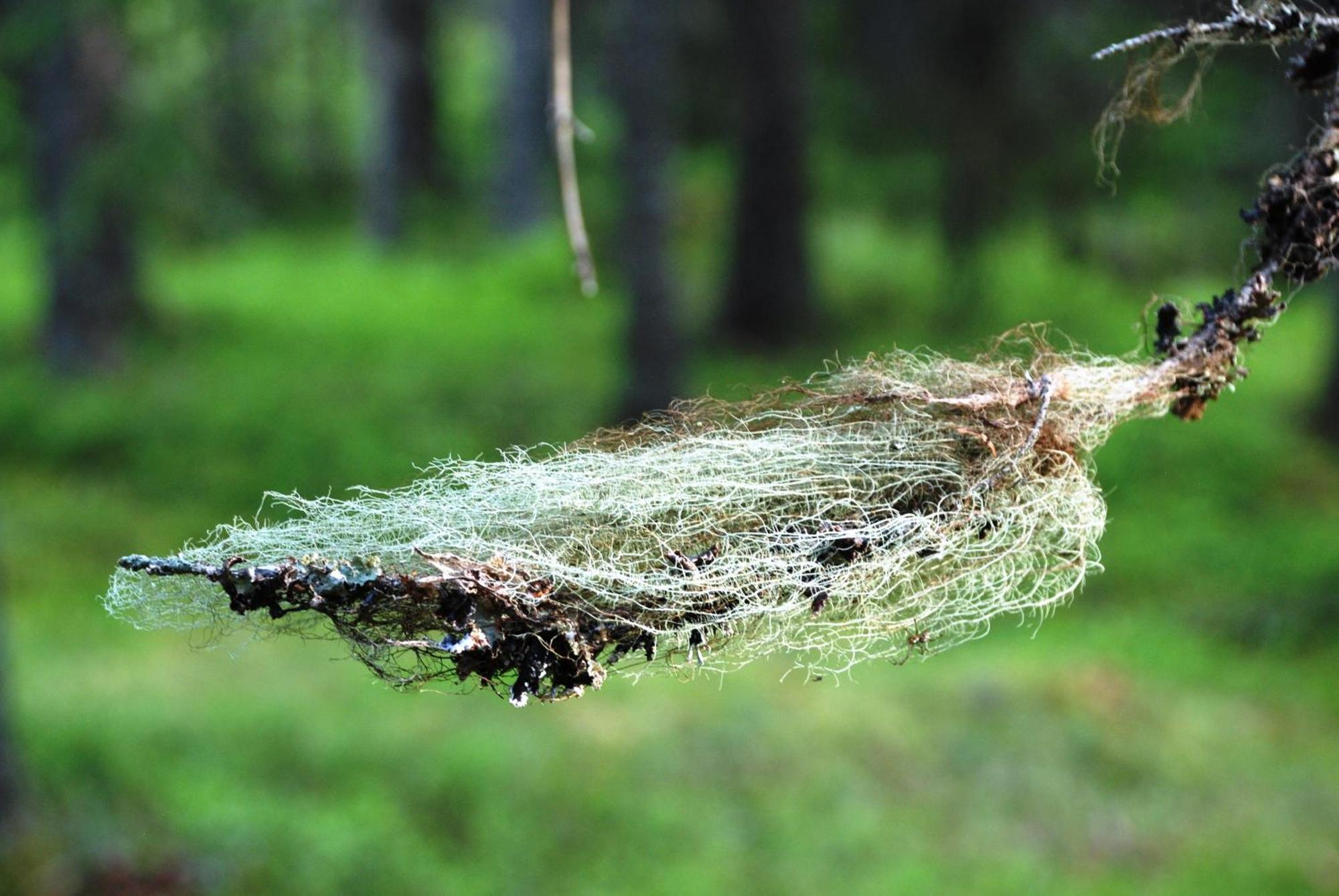 12 - Fulufjellets Nasjonalparker - Natur-, Dyre- Og Fugleopplevelser Ljørdal エクステリア 写真
