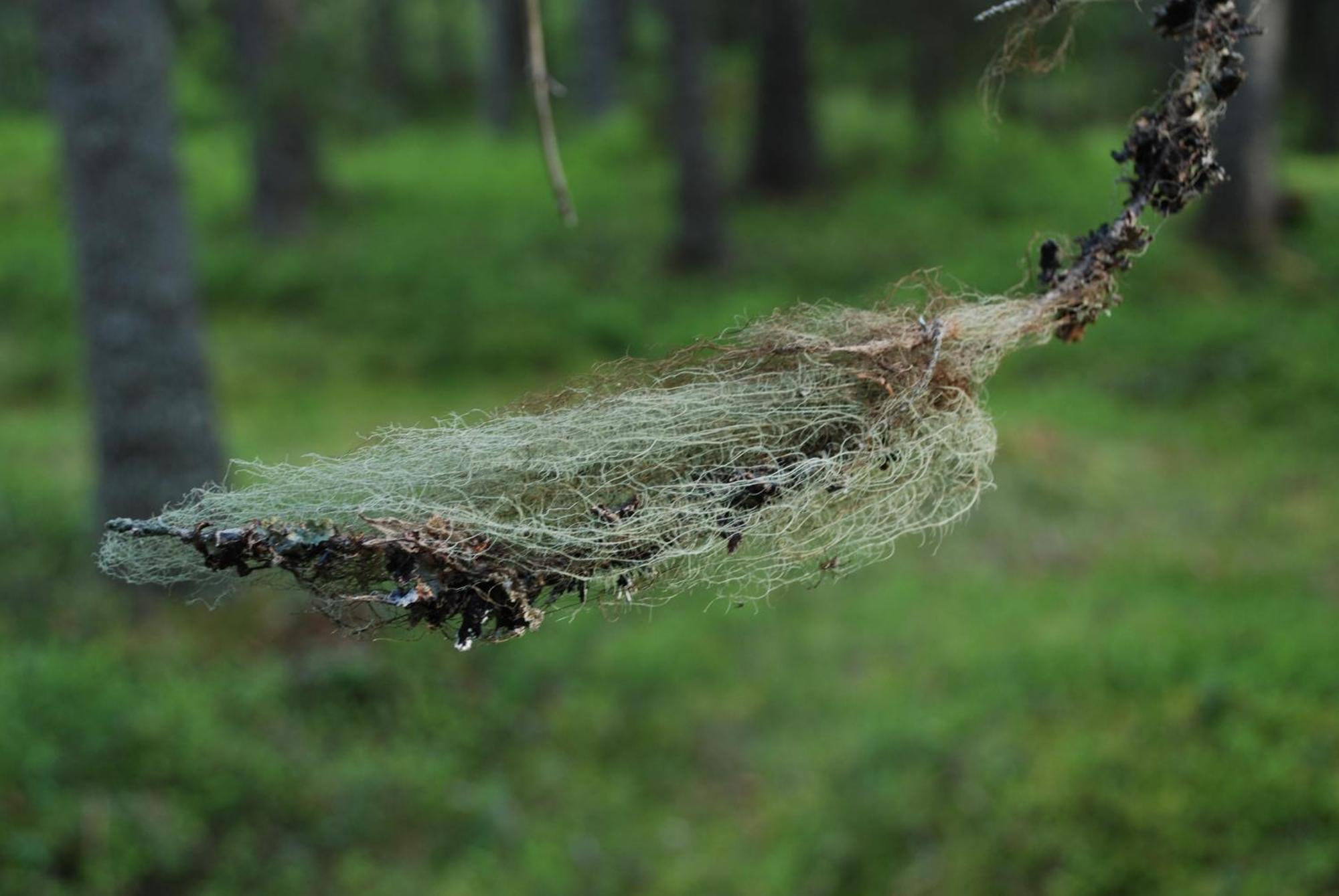 12 - Fulufjellets Nasjonalparker - Natur-, Dyre- Og Fugleopplevelser Ljørdal エクステリア 写真