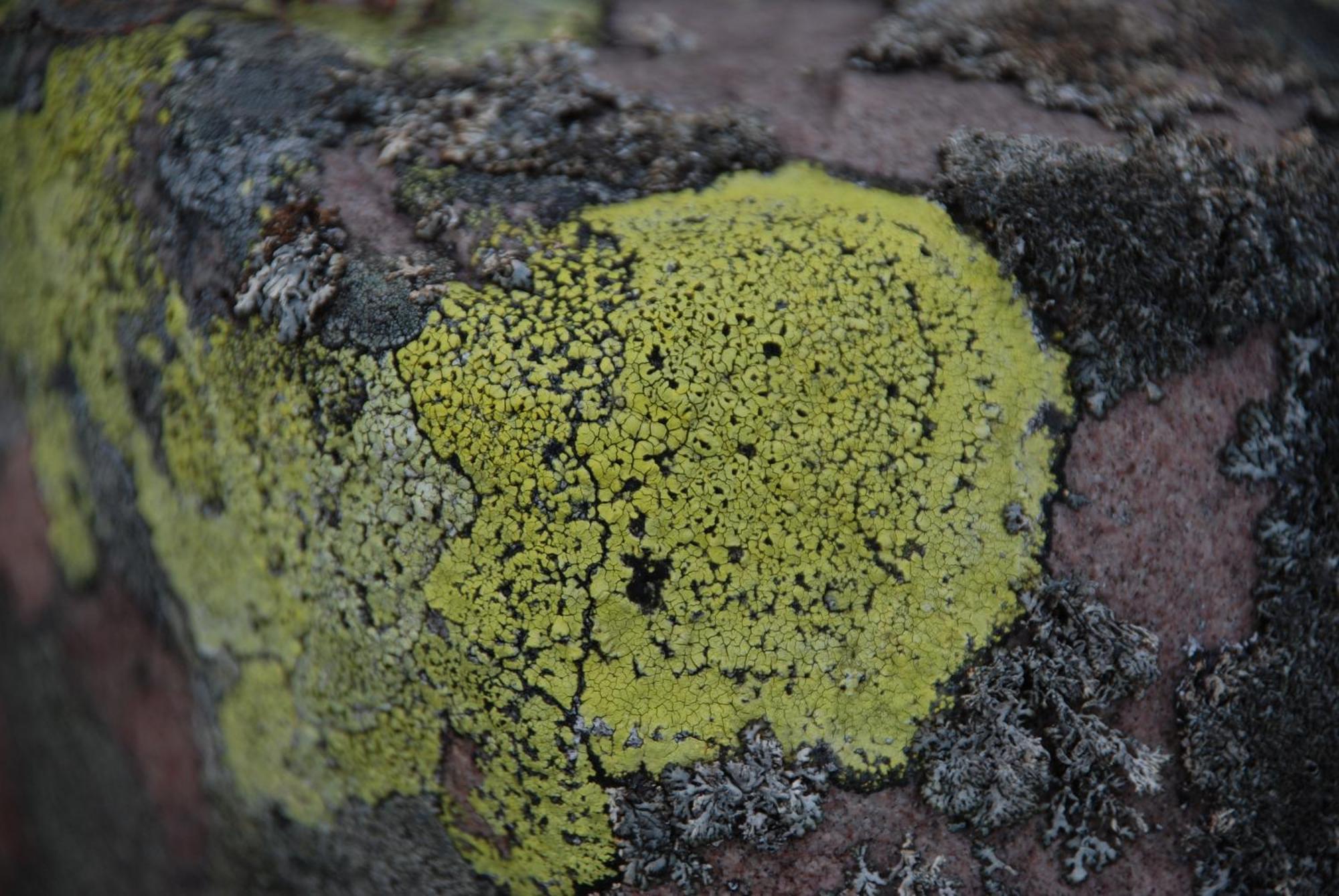 12 - Fulufjellets Nasjonalparker - Natur-, Dyre- Og Fugleopplevelser Ljørdal エクステリア 写真