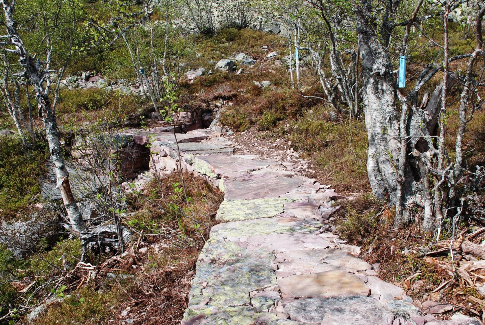 12 - Fulufjellets Nasjonalparker - Natur-, Dyre- Og Fugleopplevelser Ljørdal エクステリア 写真