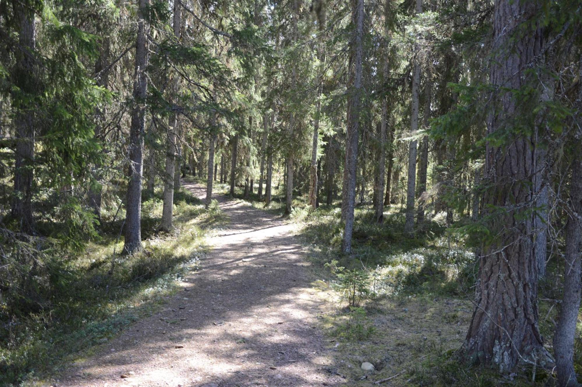 12 - Fulufjellets Nasjonalparker - Natur-, Dyre- Og Fugleopplevelser Ljørdal エクステリア 写真