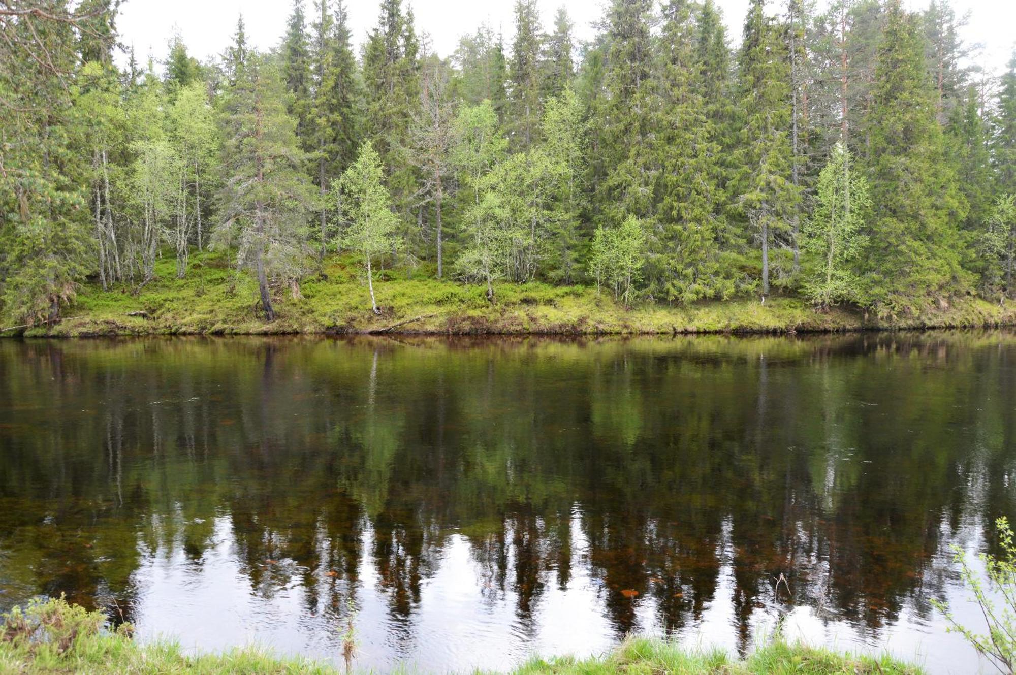 12 - Fulufjellets Nasjonalparker - Natur-, Dyre- Og Fugleopplevelser Ljørdal エクステリア 写真